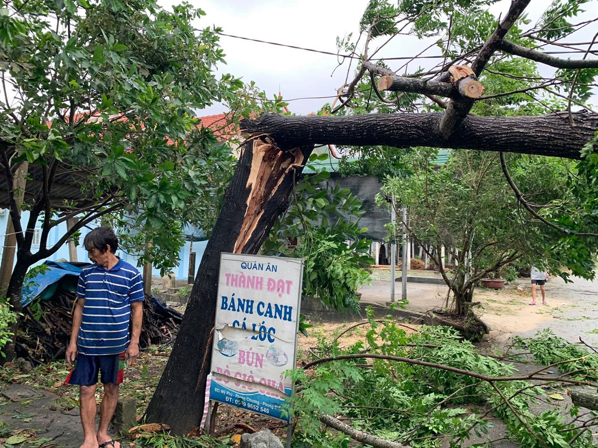 Cây xanh bị gió quật đổ.