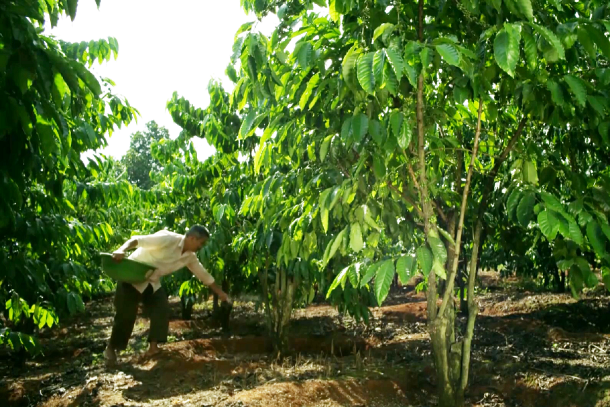 Người nông dân phải chịu giá phân bón cao do bất cập từ Luật Thuế 71.