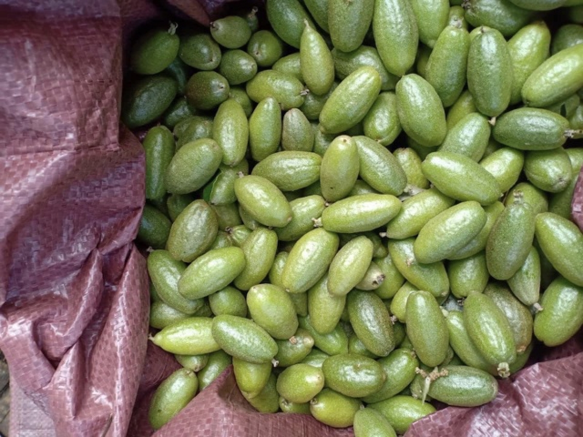 Nhót bao tử Đà Lạt có giá lên tới 800.000 đồng/kg.