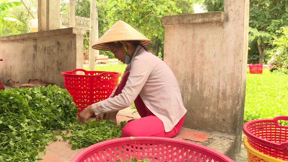 Mỗi năm người dân trồng rau má có thu nhập từ 250 đến hơn 300 triệu đồng/công đất.