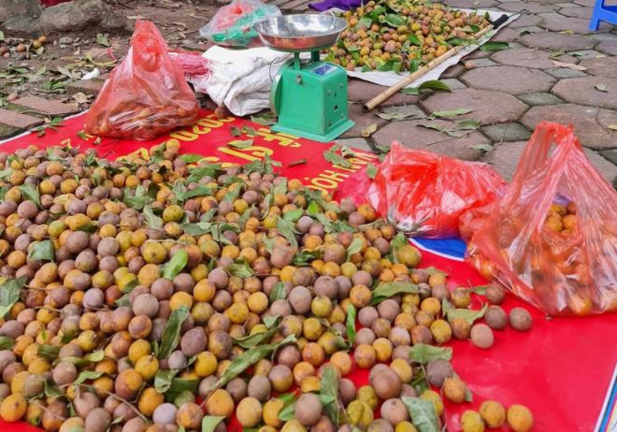 Sấu chín được coi là đặc sản hiếm có của Hà Nội.