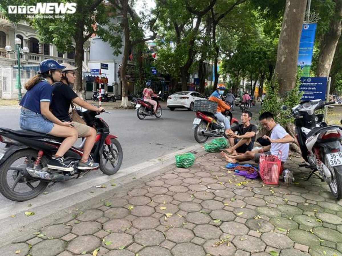 Sấu chín hái không kịp bán