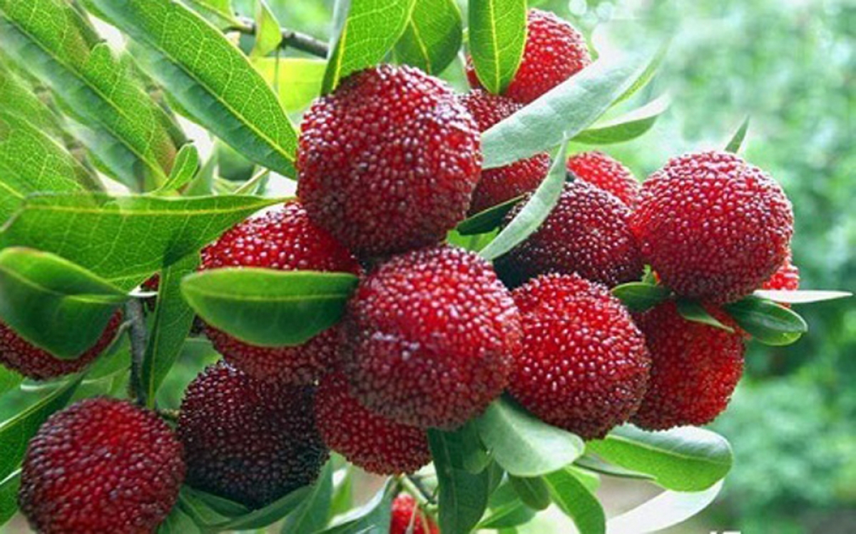 Quả thanh mai "gây sốt" trên thị trường bởi hình dáng lạ, có vị chua ngọt dễ ăn. (Ảnh: Dân Việt)