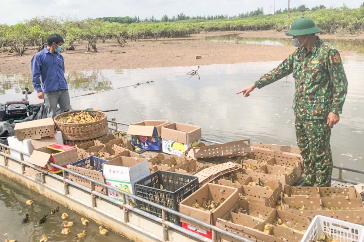 Phạm Đức Ngọc cùng số vịt giống nhập lậu