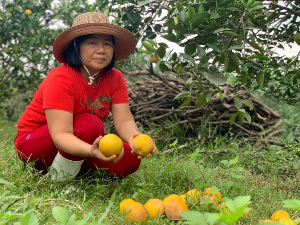 Người dân xót xa nhìn vườn cam bị rụng hàng loạt.