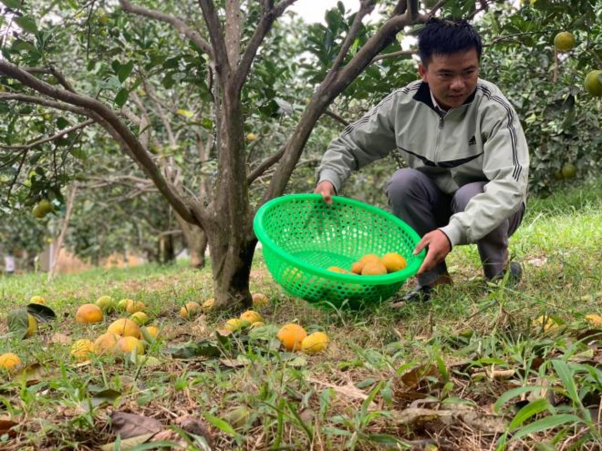 Người dân nhặt số cam bị rụng đưa đi tiêu hủy.