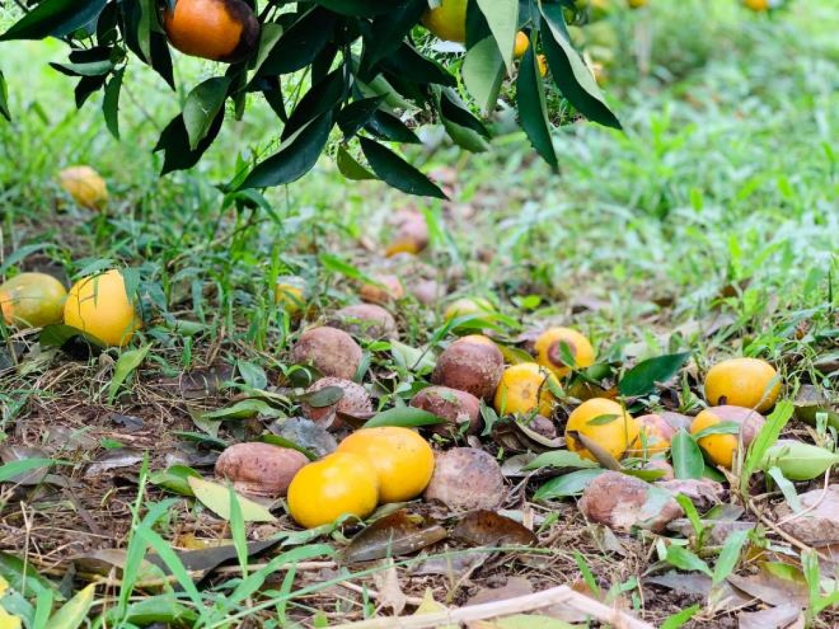 Cam rụng bị thối rữa, bốc mùi, nguy cơ phát sinh các loại ẩm mốc bệnh tật.