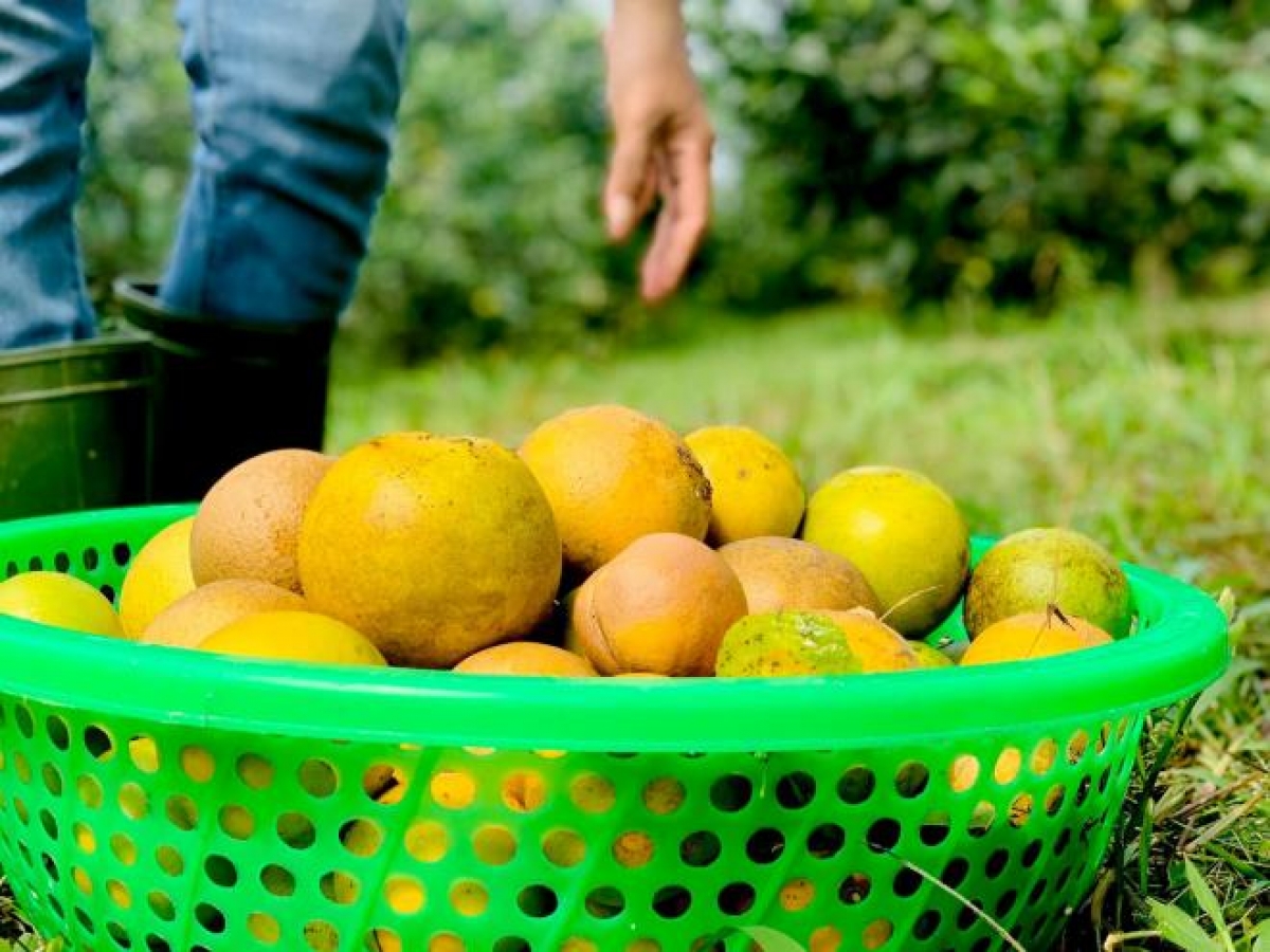 Bình quân 1kg cam có giá từ 25.000 - 30.000 đồng.