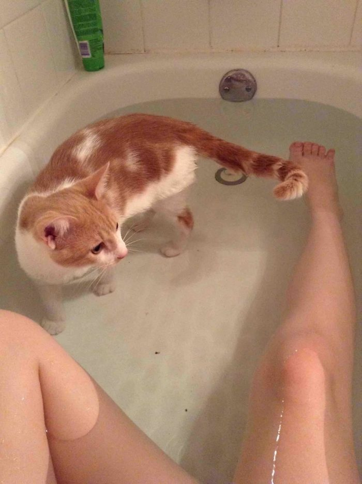 Mèo ta cũng muốn tắm.
