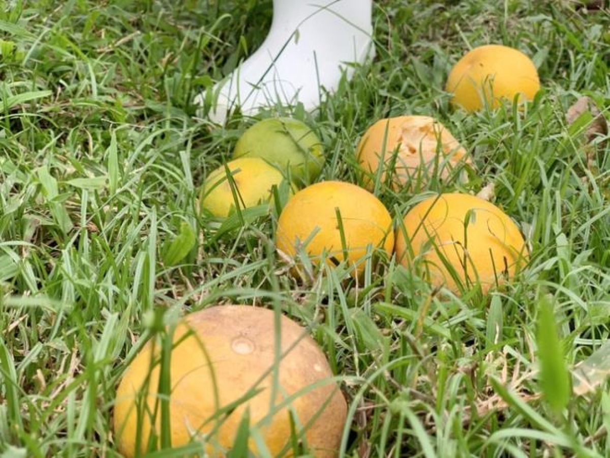 Cam Thượng Lộc chủ yếu là cam chanh, cam giòn, cẩm đường. Trong đó, cam chanh là loại rụng nhiều nhất.