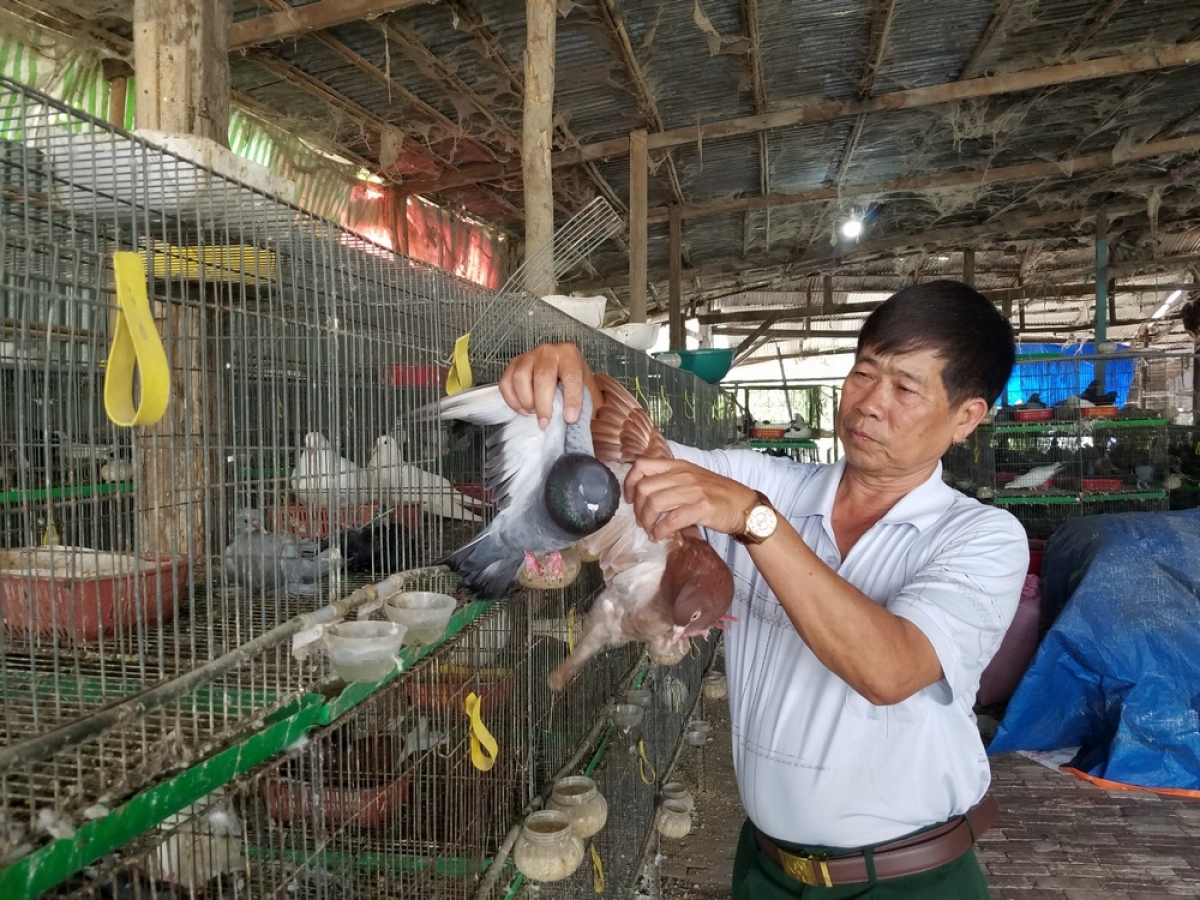 Nhờ tận dụng đất quanh nhà cùng cách nuôi hợp lý mà ông Nam đang có trại bồ câu thuộc loại “khủng” nhất trong vùng.