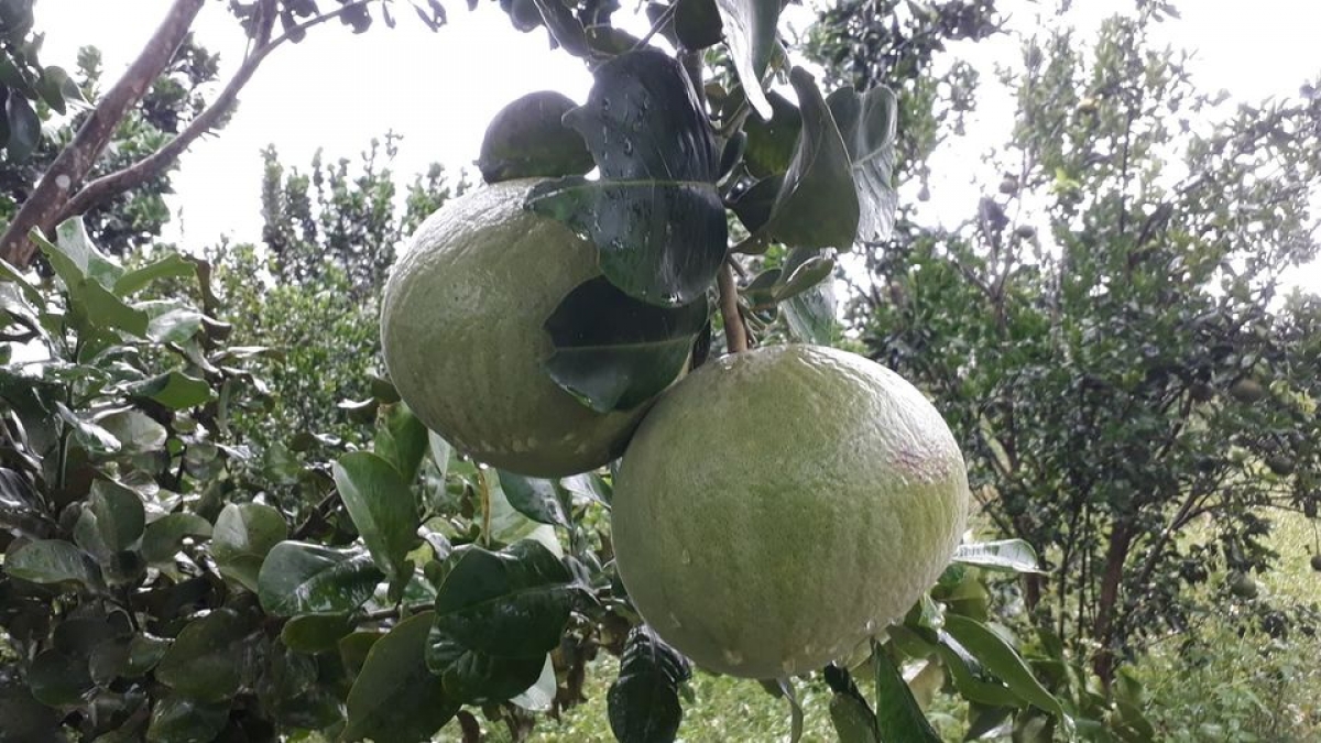 Năm nay, bưởi da xanh được mùa được giá.