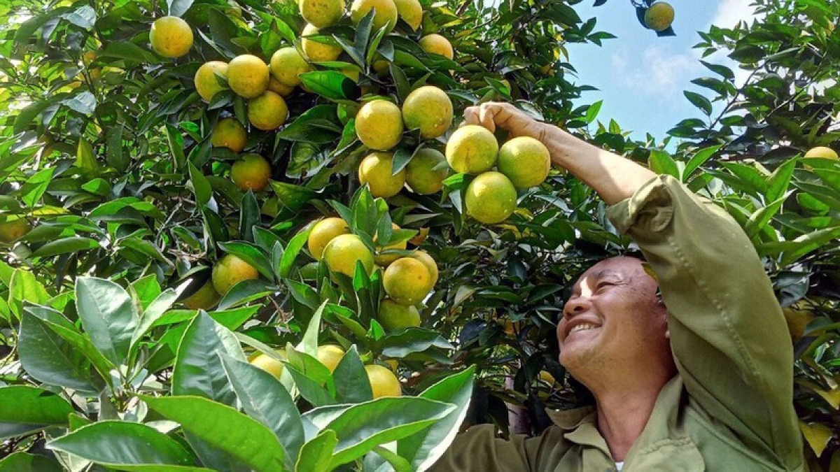 Ảnh minh họa.