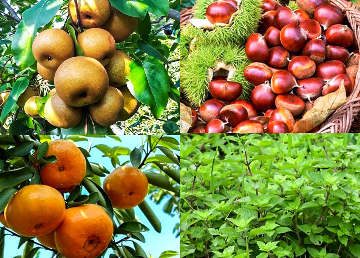 Lê vàng Đông Khê, miến dong Nguyên Bình, cam quýt Trà Lĩnh, hạt dẻ Trùng Khánh, thạch đen Thạch An... là những đặc sản có tiếng của Cao Bằng đang được tập trung mở rộng, nâng cao chất lượng.