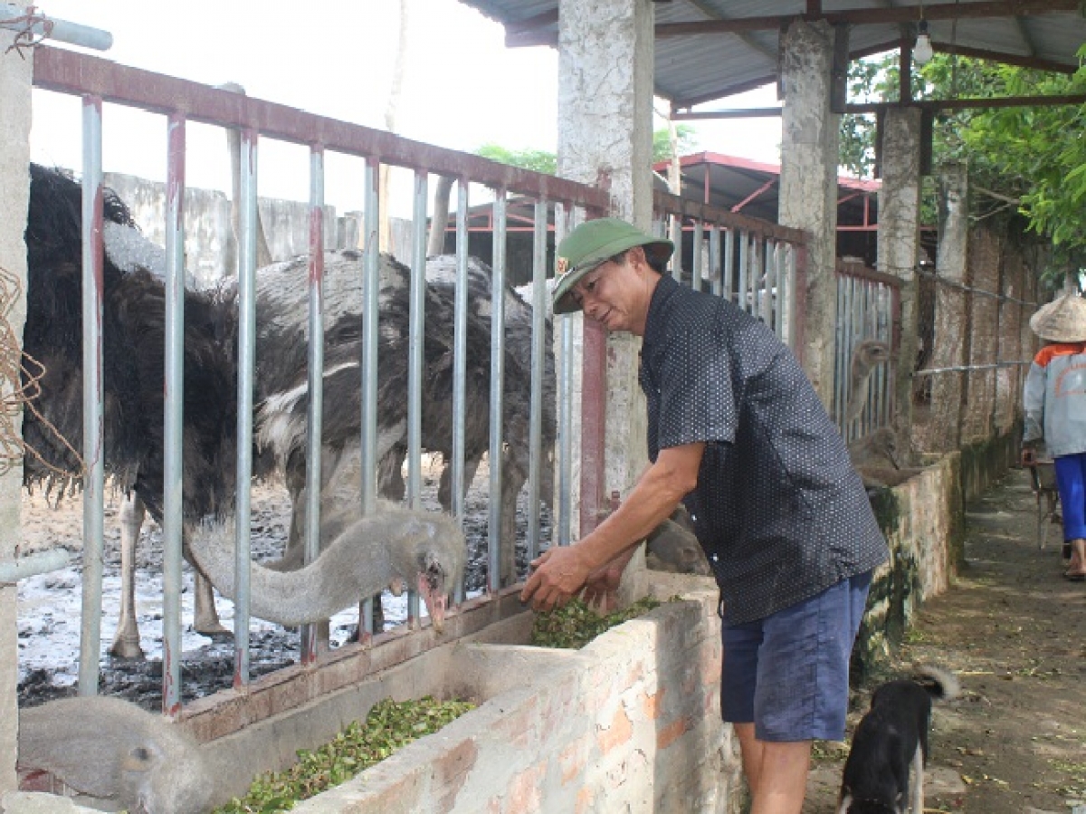 Ông Thủy đã thành công với mô hình chăn nuôi đà điểu.