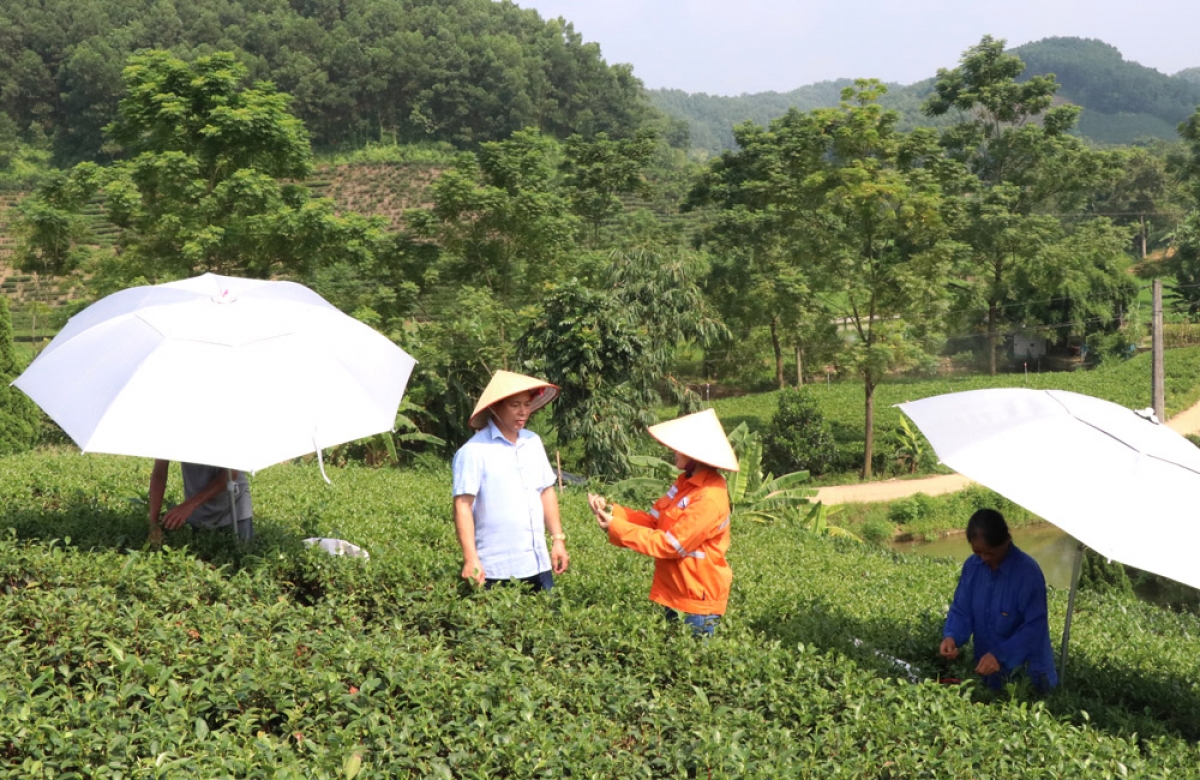 Tính đến nay, diện tích sản xuất chè theo tiêu chuẩn VietGAP mà Công ty Núi Pháo hỗ trợ là 91ha cho gần 400 hộ dân.