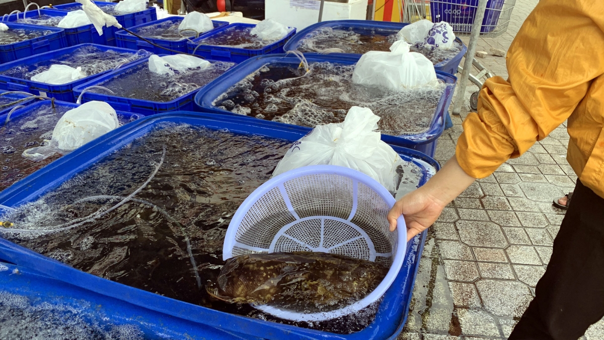 Cá mú của ngư dân gặp khó tiêu thụ do dịch Covid-19 được Co.op Mart Nha Trang giải cứu.