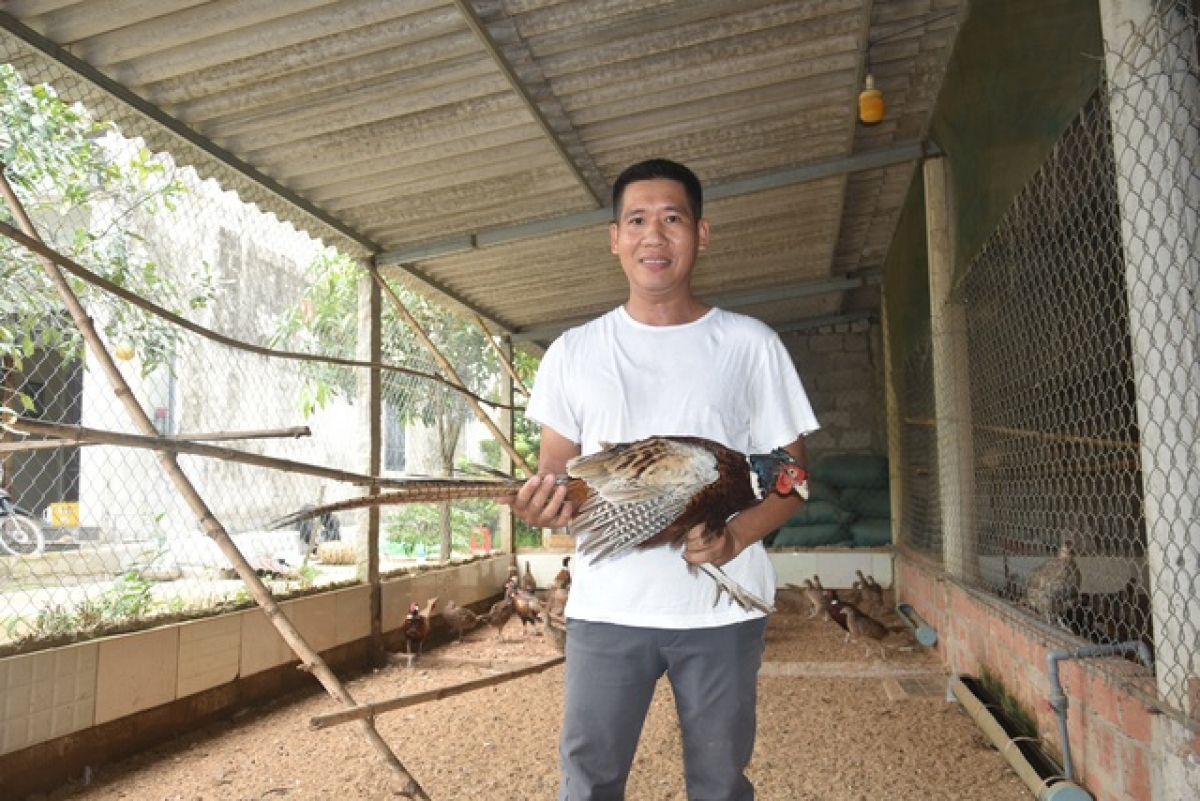 Nuôi chim trĩ lãi cao - Tạp chí Chăn nuôi Việt Nam