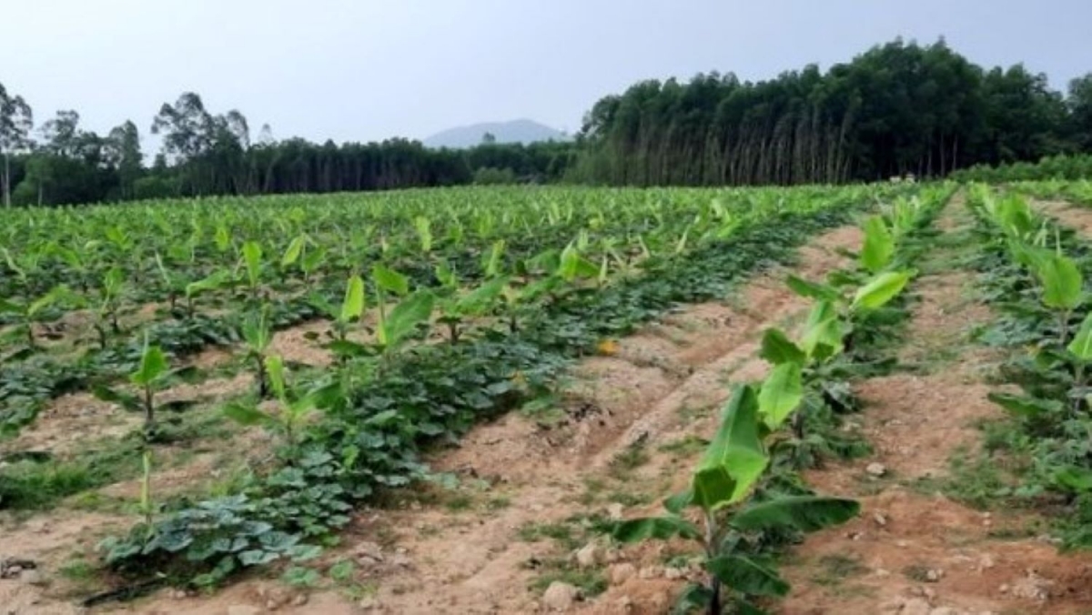 Tỉnh Quảng Ngãi phát triển nông nghiệp theo hướng sản xuất hàng hóa, nâng cao giá trị.