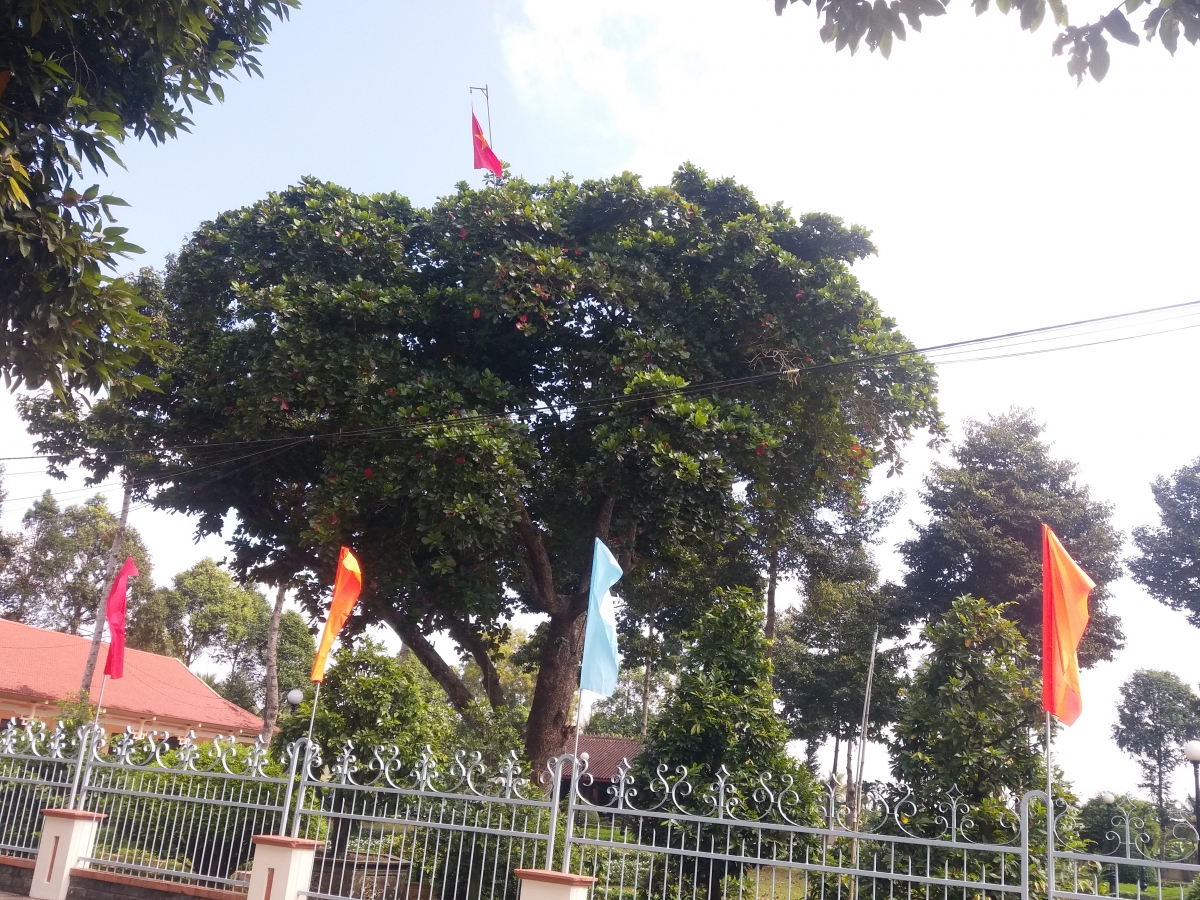Cây Bàng trước Đình Long Hưng - nơi xuất hiện lá cờ đỏ sao vàng đầu tiên ở Nam Bộ
