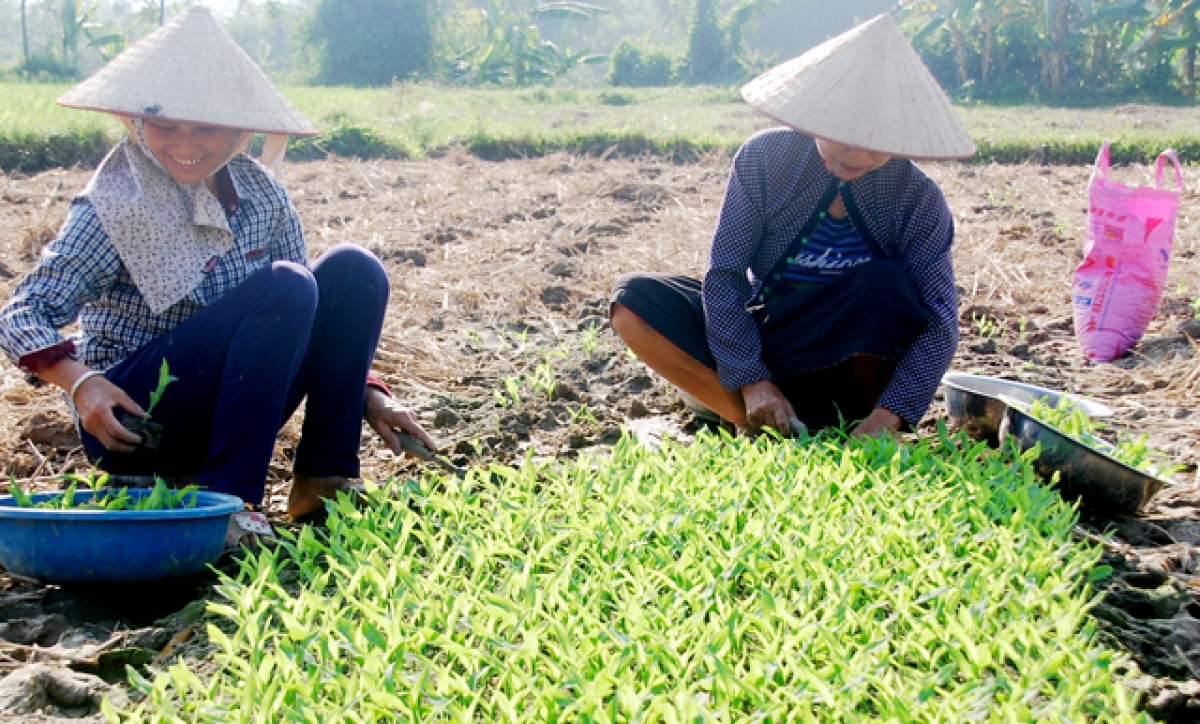 Toàn tỉnh Yên Bái năm nay có kế hoạch gieo trồng gần 10.000 ha cây vụ đông, bao gồm 6.000 ha ngô, còn lại là khoai lang và rau đậu các loại, ước giá trị đạt trên 300 tỷ đồng. (Ảnh minh họa: Báo Yên Bái)