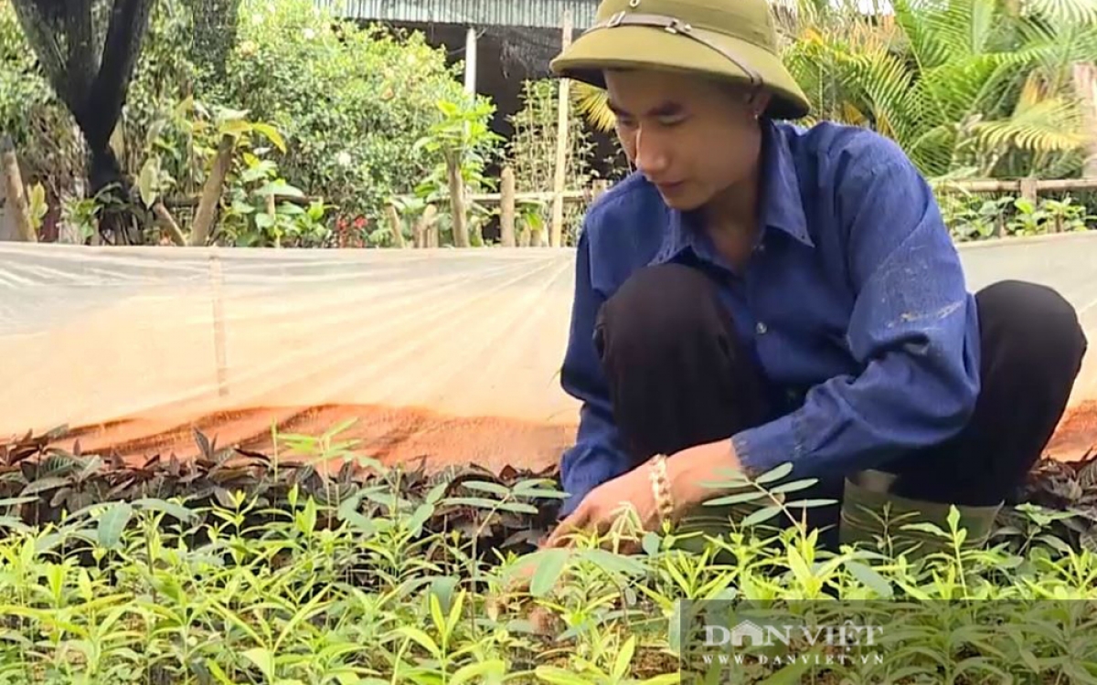 Trồng la liệt đủ thứ cây thuốc quý, chàng trai ở Phú Thọ thu lời 500 triệu/năm ở 1ha đồi.