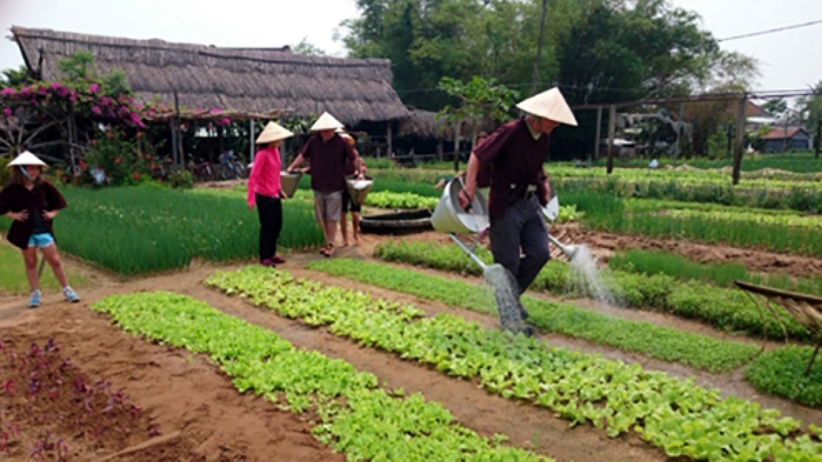 Kinh duoanh du lịch nông nghiệp còn mang nhiều tính tự phát. (Ảnh minh họa: KT)
