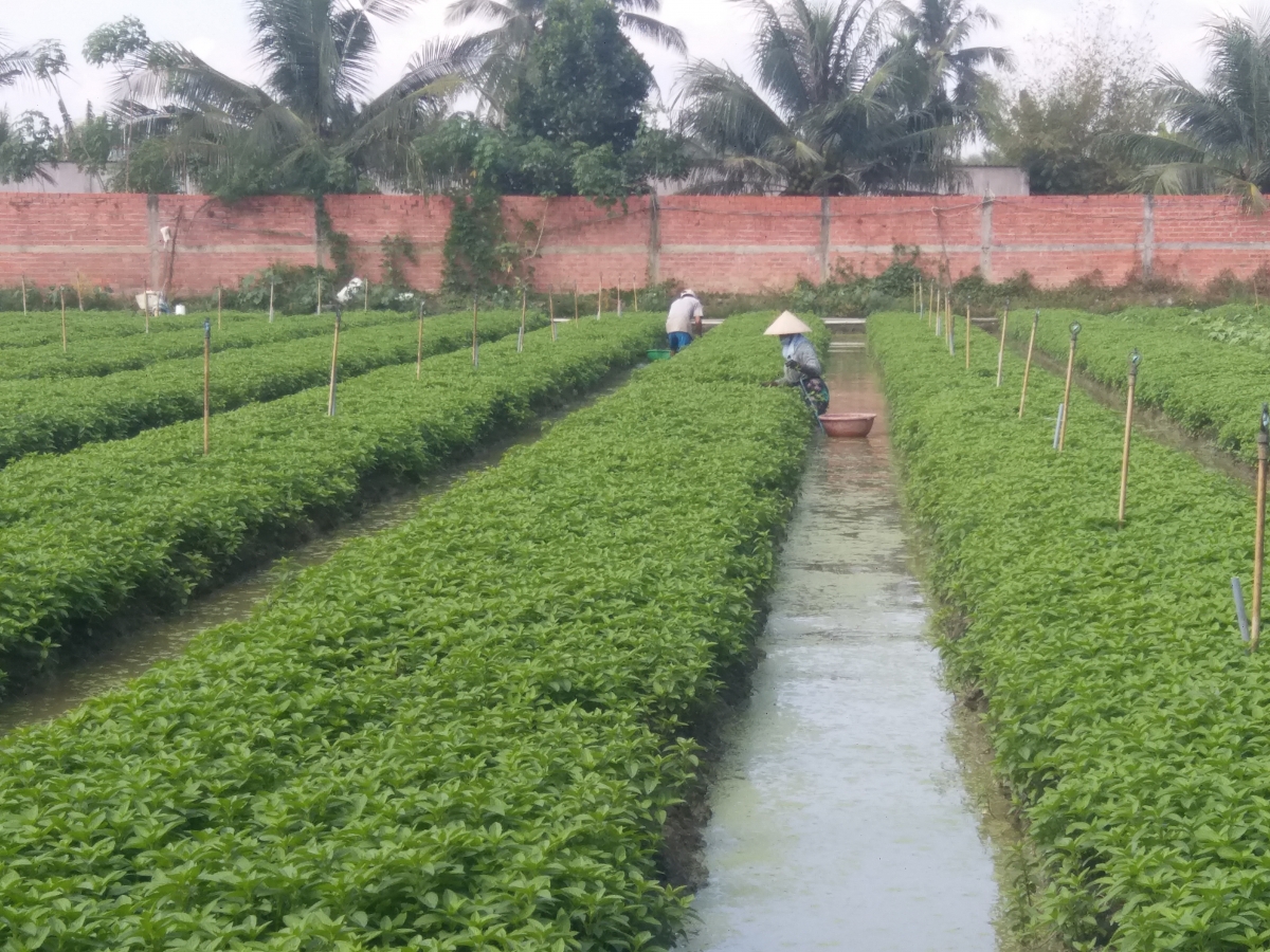 Nông dân xã Long Hưng trồng rau màu dưới chân ruộng cho thu nhập cao
