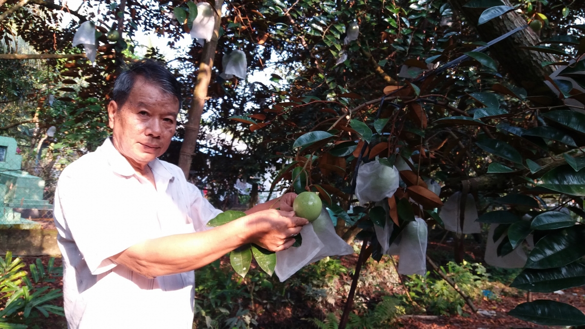 Mô hình trồng vú sữa Lò rèn VietGAP