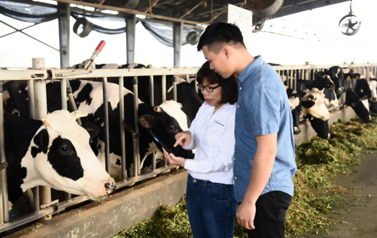 Gần 50% nhân viên cấp quản lý của FrieslandCampina Việt Nam là nữ. Trong ảnh, chị Khúc Thị Huê – Trưởng phòng phát triển ngành sữa đang hướng dẫn kỹ thuật cho nhân viên trang trại bò sữa tại Hà Nam.