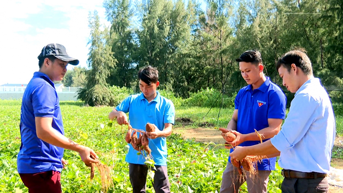 Đoàn viên thanh niên xã Trường Long Hòa, TX Duyên Hải trao đổi kinh nghiệm trồng khoai lang.