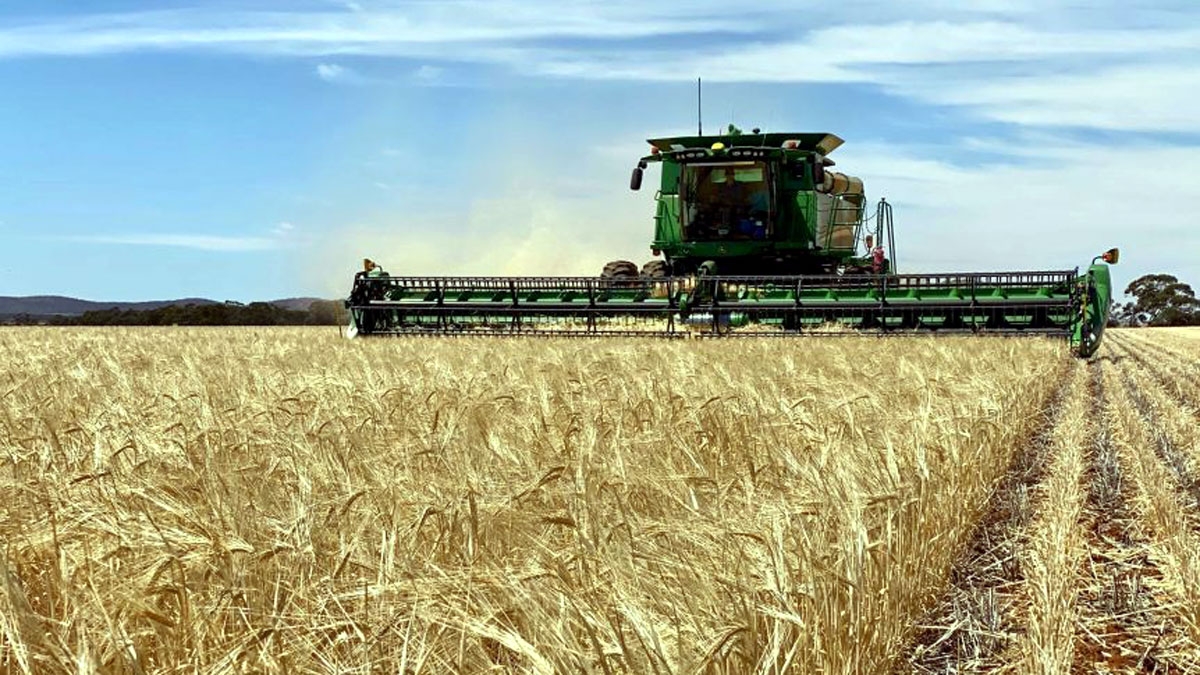 Trung Quốc áp đặt thuế chống bán phá giá với lúa mạch Australia từ tháng 5/2020. Ảnh minh họa: ABC Rural