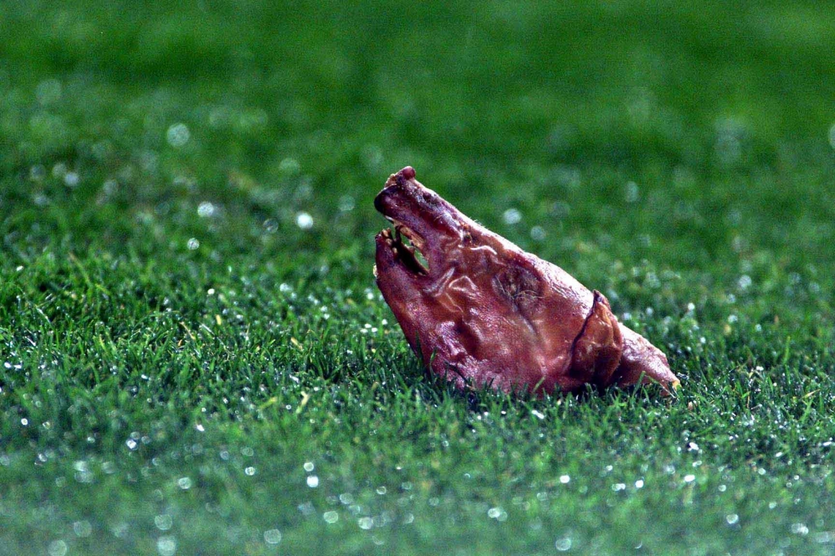 Hình ảnh chiếc đầu lợn được ném xuống sân Camp Nou năm 2002 để phản đối Figo. (Ảnh: Getty).