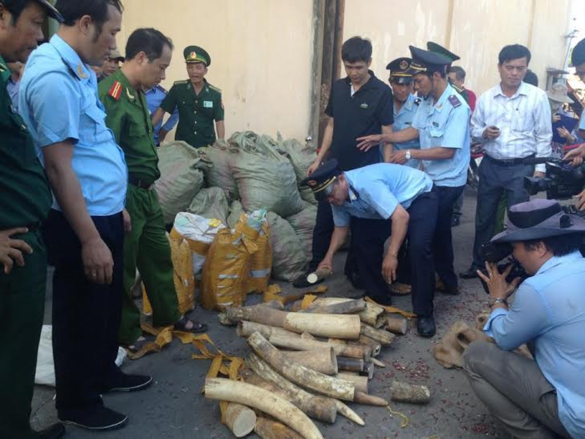 Ngà voi - một trong những sản phẩm động vật hoang dã được cơ quan Hải quan phát hiện, bắt giữ nhiều trong những năm gần đây (Ảnh minh họa: KT)