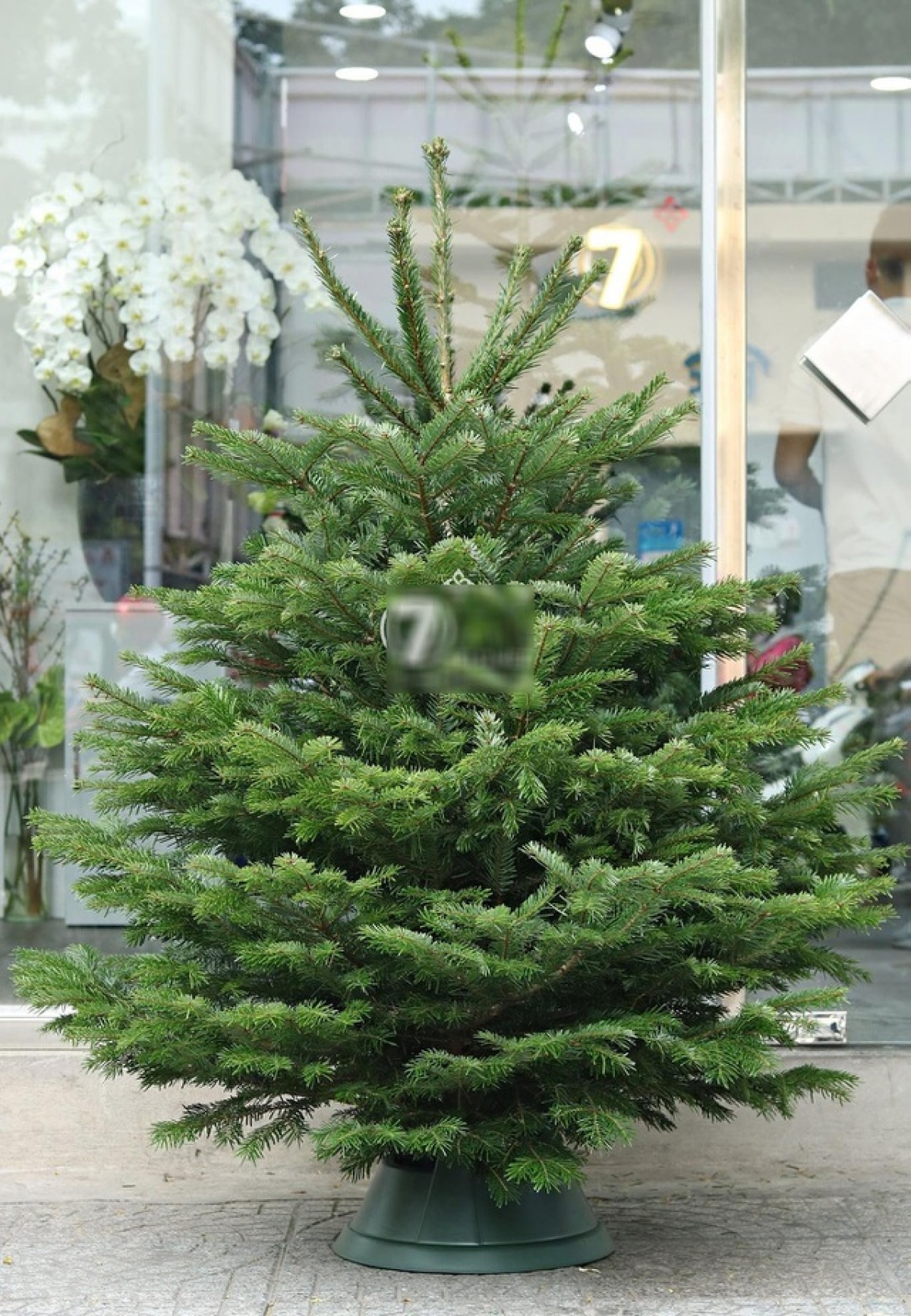 Những cây thông Noel được nhập khẩu về Việt Nam có giá 4 - 5 triệu đồng, thậm chí có cây còn lên tới 30 triệu đồng