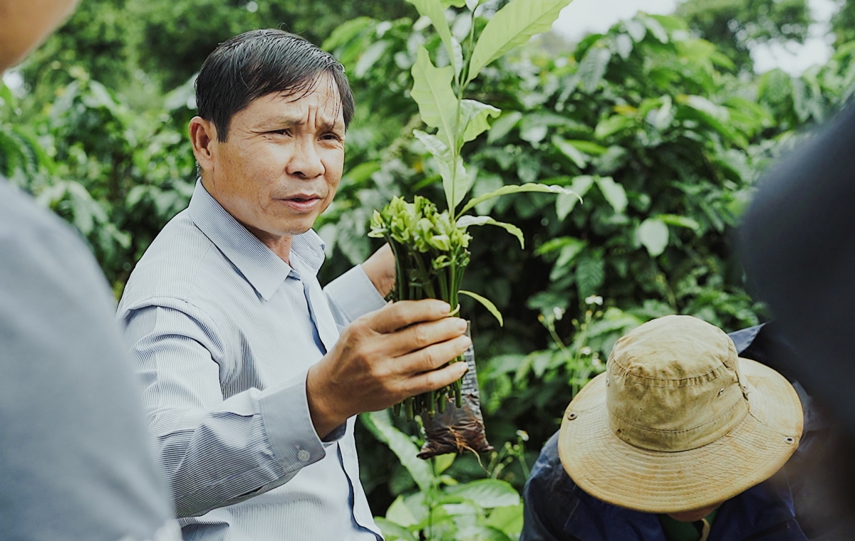 Chuyên gia giới thiệu cách ghép chồi cây cà phê cho du khách. Nguồn: Phạm Hoài Nguyên Anh