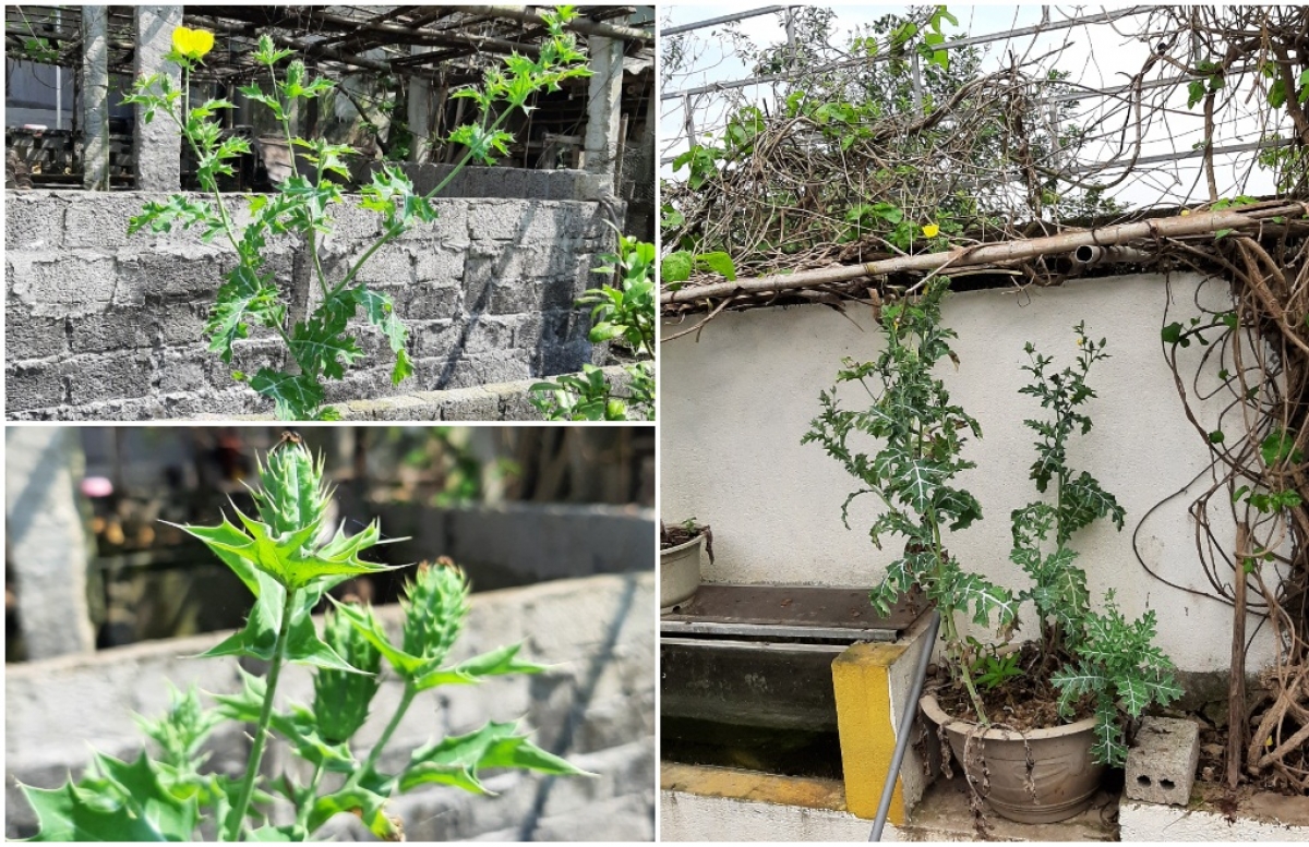 Những cây thuốc phiện được trồng trong các khu vườn của ông T.