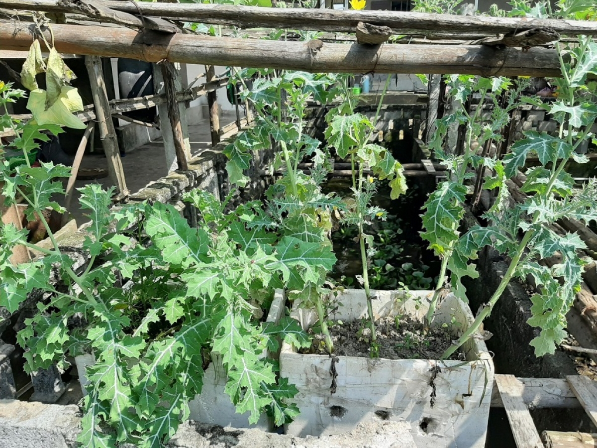 Khi bị phát hiện trồng cây thuốc phiện, ông T khai trồng để ngâm rượu chữa bệnh.