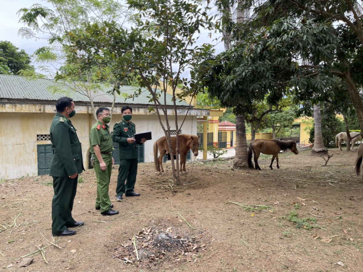 12 vụ, 6 đối tượng bị phát hiện vận chuyển gần 40 con gia súc trái phép qua biên giới Chiềng Khương trong hơn 1 năm qua.