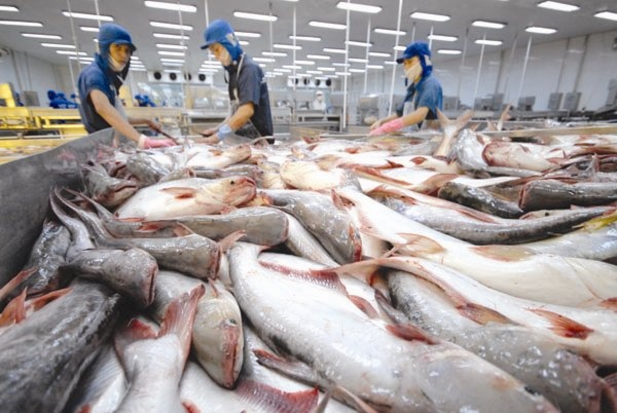 Theo Hiệp hội Chế biến và Xuất khẩu Thủy sản Việt Nam (Vasep), xuất khẩu cá tra Việt Nam 2 tháng đầu năm nay nổi bật một “màu xanh tăng trưởng” ở hầu hết các thị trường lớn. (Ảnh minh họa: KT)