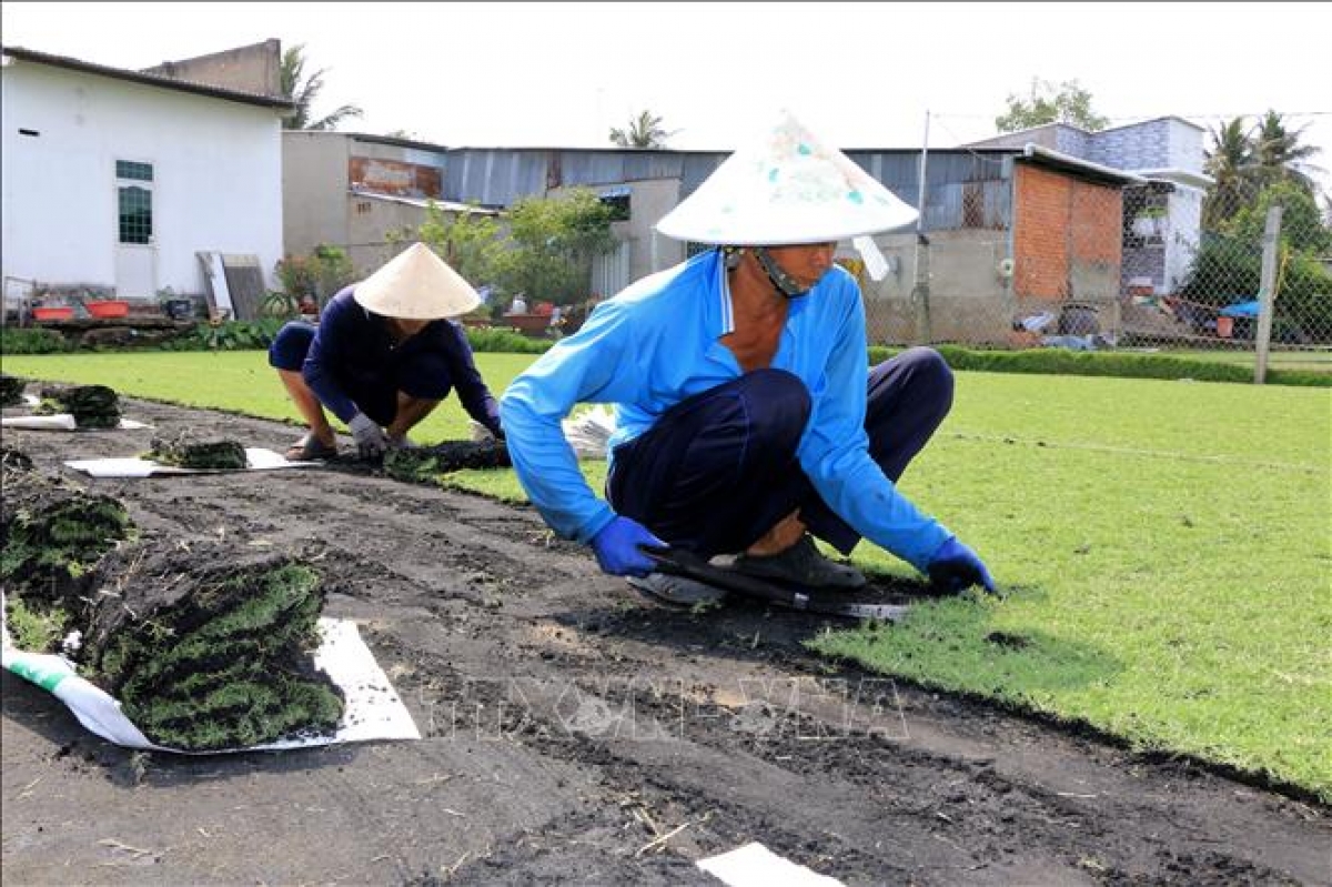 Bứng cỏ nhung để bán cho khách hàng sau thời gian trồng chỉ từ 17 - 30 ngày. 