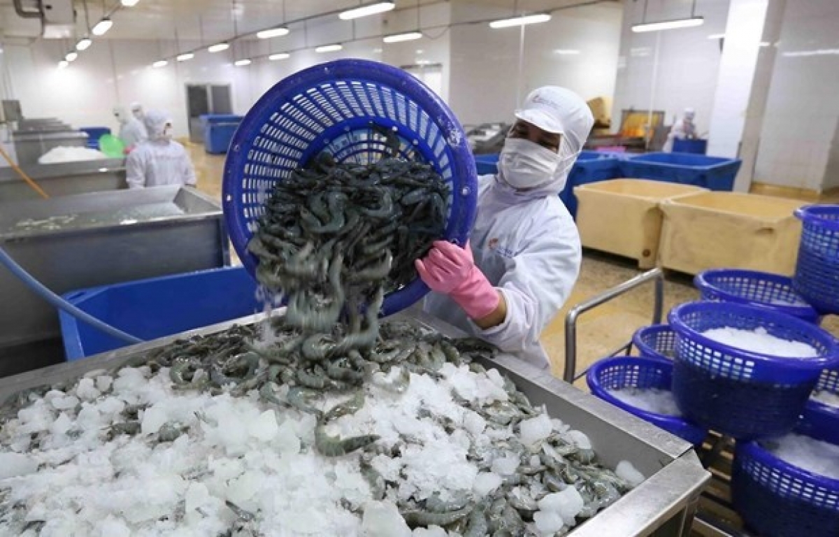 Tiếp nối đà tăng trưởng xuất khẩu tôm trong quý 1 của Việt Nam đạt hơn 900 triệu USD, tăng 37% so với cùng kỳ năm ngoái. (Ảnh minh họa: KT)