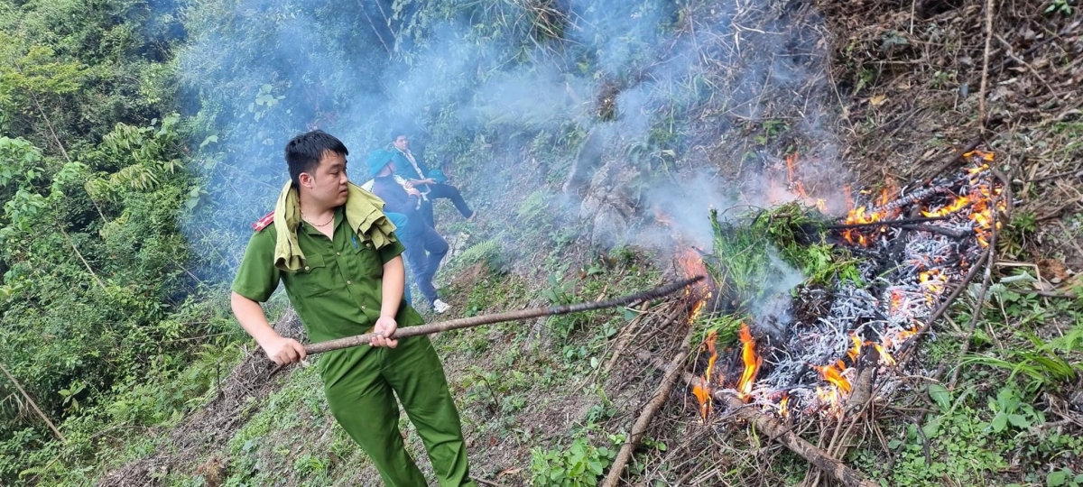 Lực lượng chức năng phá nhổ, tiêu hủy toàn bộ số cây thuốc phiện.