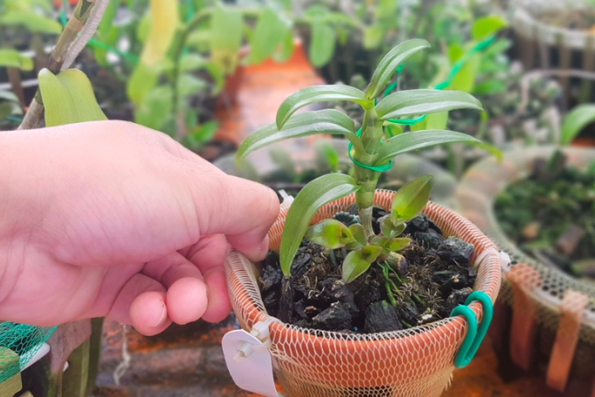 Cây lan này cách đây một năm mỗi centimet có giá hơn 100 triệu đồng, giờ rẻ hơn rau muống.