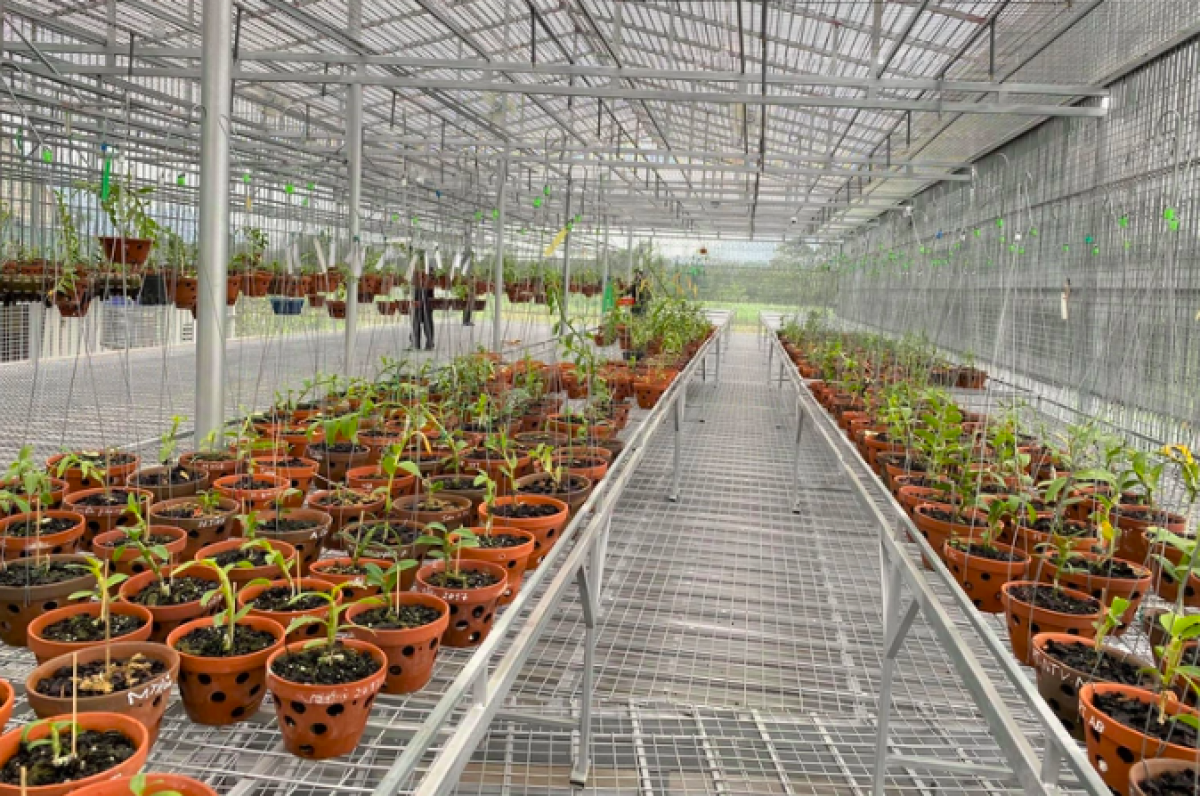 Nhiều người đầu tư hàng trăm triệu đồng làm nhà trồng và bảo vệ lan quý giờ tháo ra bán sắt vụn.