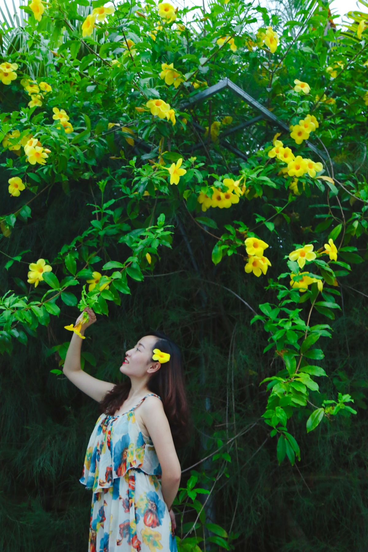 Khoe sắc vàng trong nắng hạ, huỳnh anh cũng là loài hoa được chị em vô cùng ưu ái vì “ăn hình” không phải bàn cãi (Ảnh: Ninh Loan)
