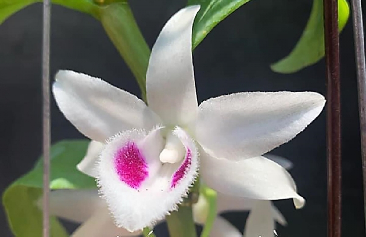 Người tiêu dùng cho rằng lan đột biến đang dần quay lại với giá trị thực của nó. (Ảnh minh họa)