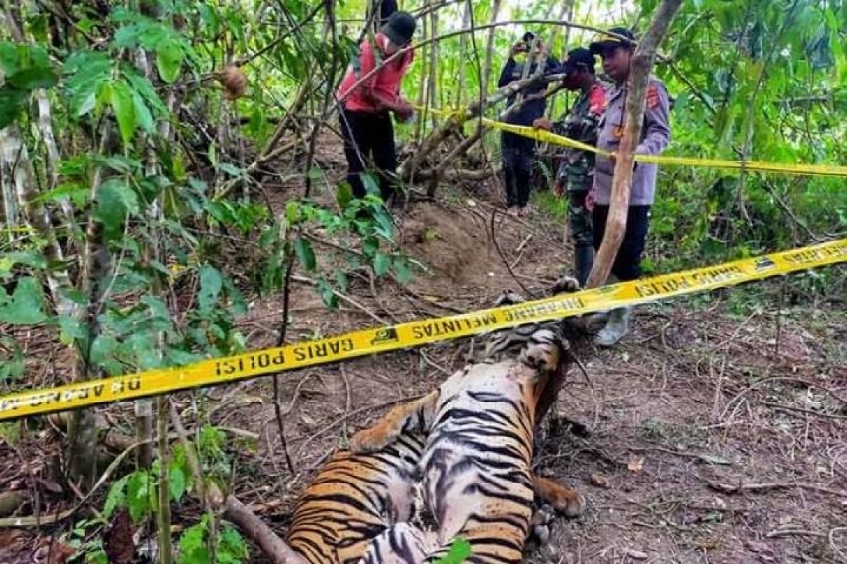 Hổ quý hiếm Sumatra chết vì sập bẫy (Ảnh: Antara News)