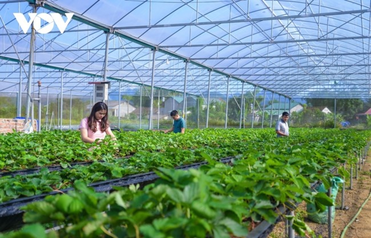 Hợp tác xã nông nghiệp khó tiếp cận nguồn vốn ngân hàng.