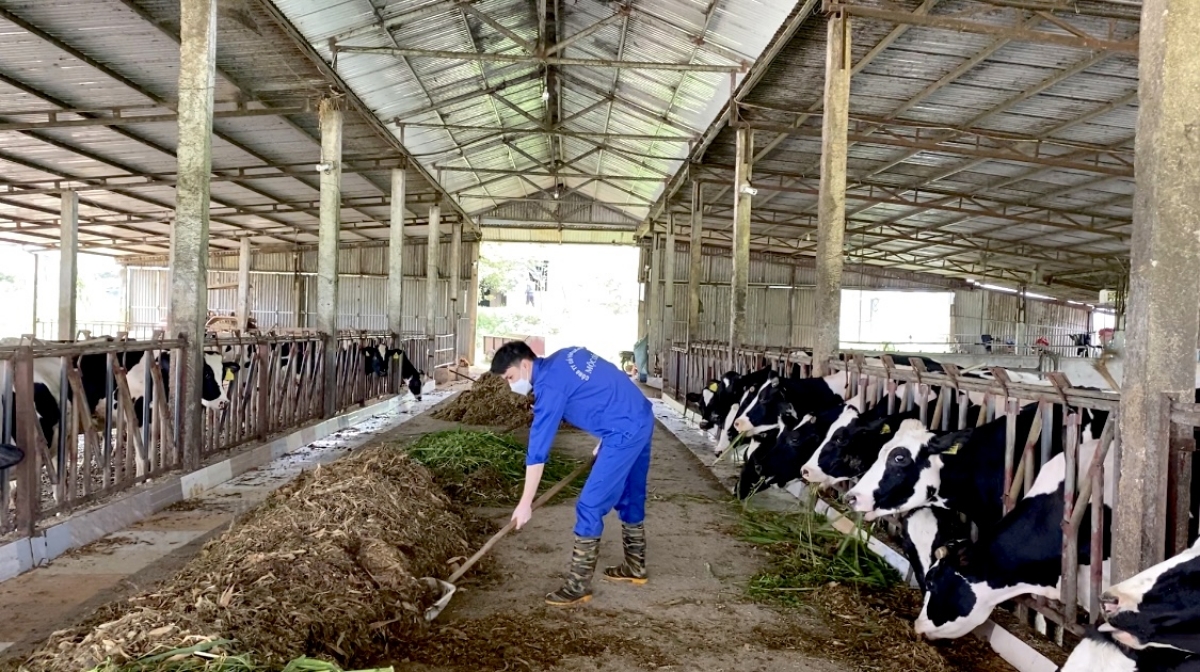 Anh Toàn đã thành thạo về việc cho bò ăn và vắt sữa bò.